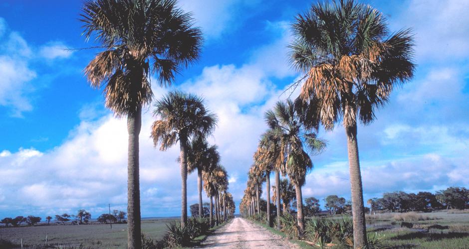 Explore Pristine Beaches at Ossabaw Island Visit Savannah