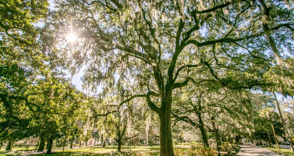 How to Enjoy Spanish Moss in Savannah Visit Savannah