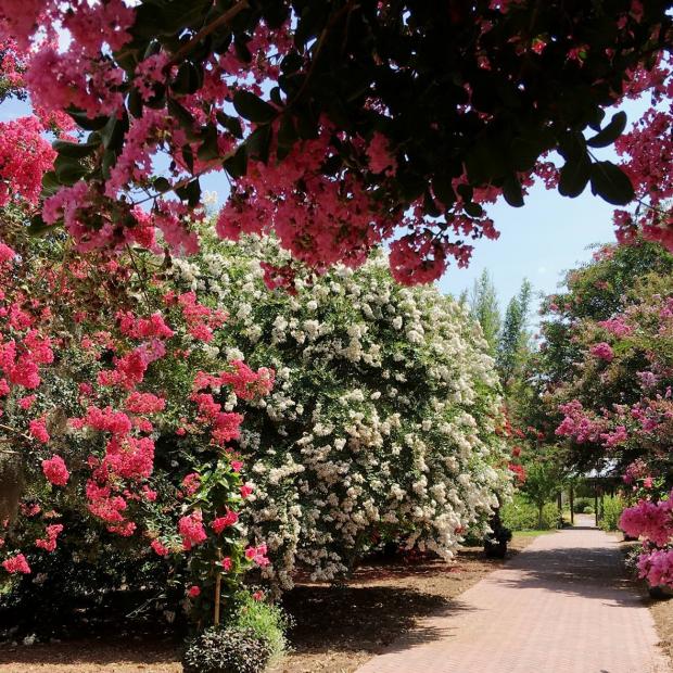Stop and Smell the Roses at Coastal Georgia Botanical Gardens | Visit