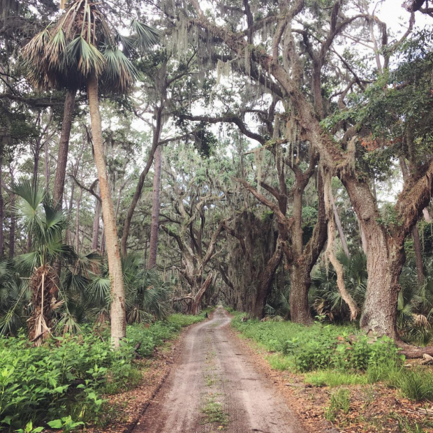 Explore Pristine Beaches at Ossabaw Island Visit Savannah