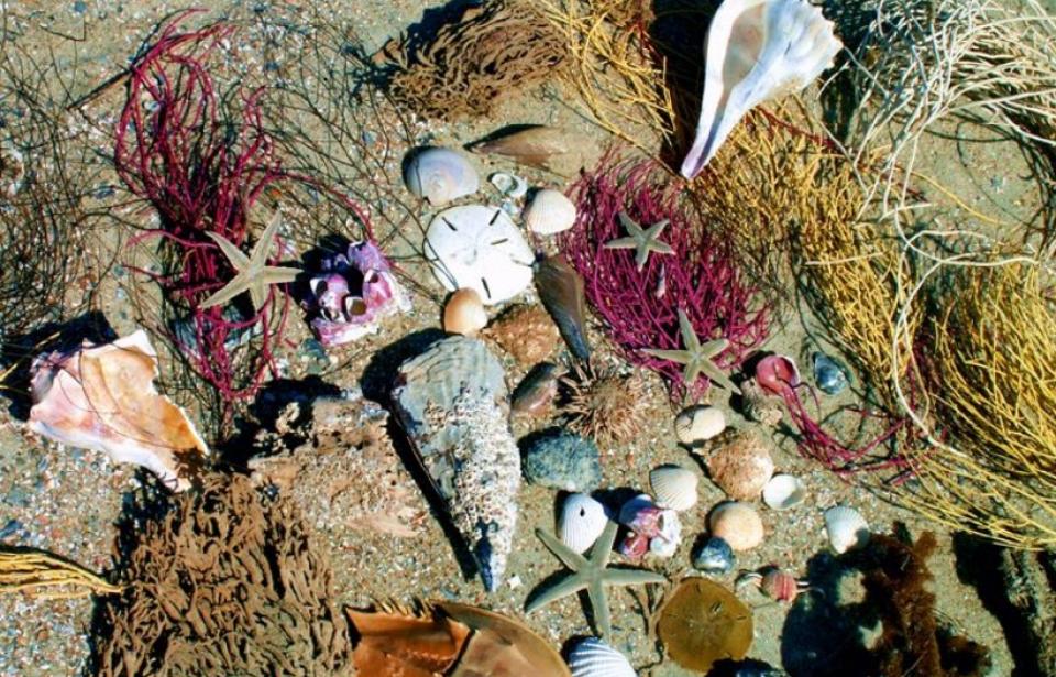 Tybee Beach Ecology Tours Tybee Beach Ecology Tours