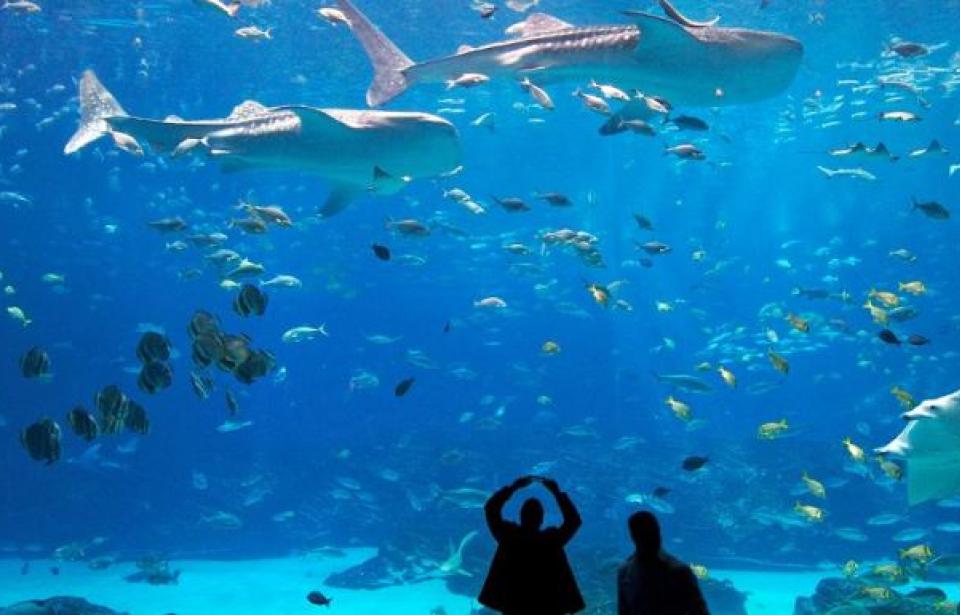 Aquarium Visit Savannah