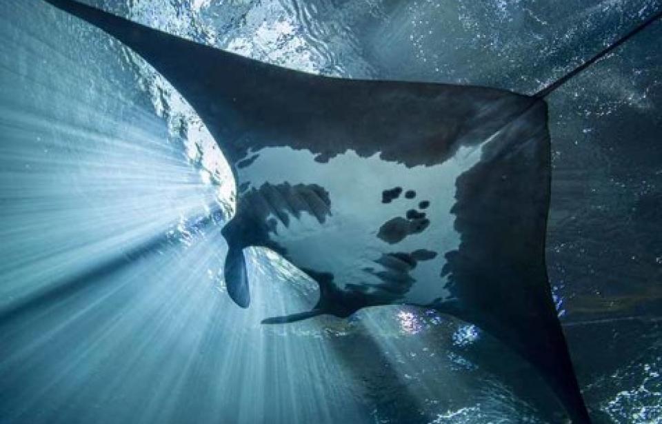 Aquarium Visit Savannah