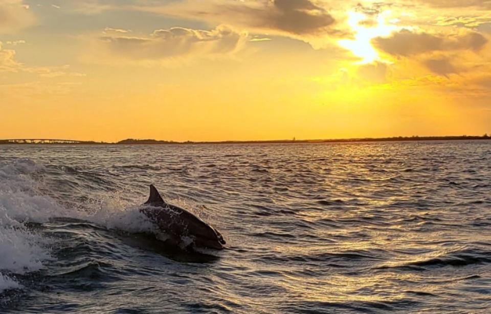 Dolphins Surfing At Sunset Dolphins Surfing At Sunset