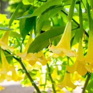 Bright yellow flowers that look like little bells.