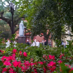 Red azalea flowers in bloom.