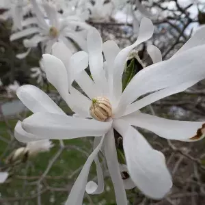 White Magnolia flowers in bloom.