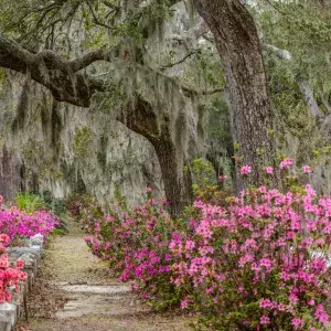 Azaleas Bonaventure Cemetery