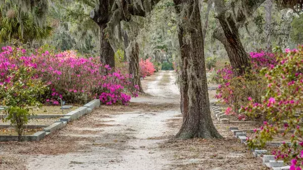 azaleas-bonaventure-cemetery6.jpg