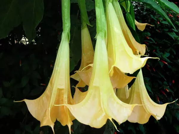 A bundle of yellow Angel’s Trumpet flowers.