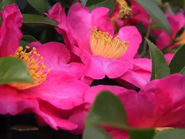 Bright pink camelia flowers