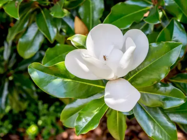 A magnolia tree in bloom with white flowers,