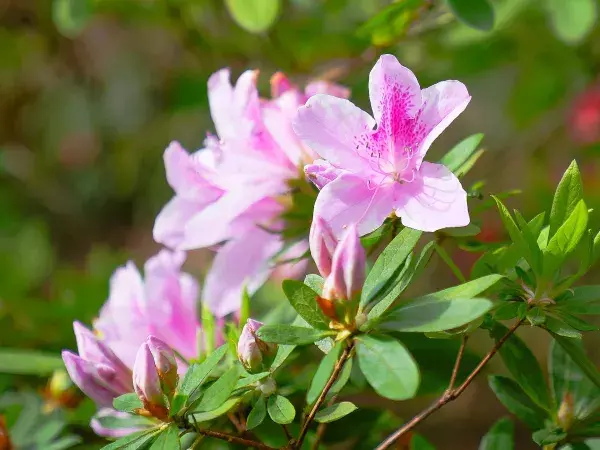 Pink azalea flowers in bloom.