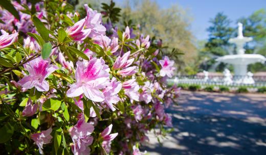 savannah azaleas forsyth savannah azaleas forsyth