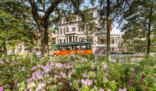 Springtime Azaleas in Savannah Springtime Azaleas in Savannah