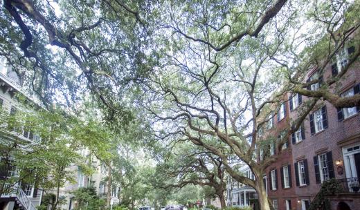Jones Street Jones Street in Savannah