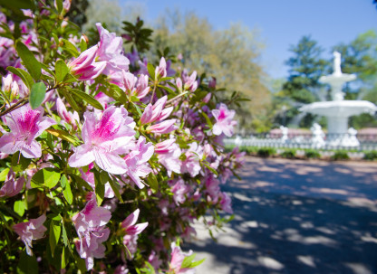 savannah-azaleas.jpg