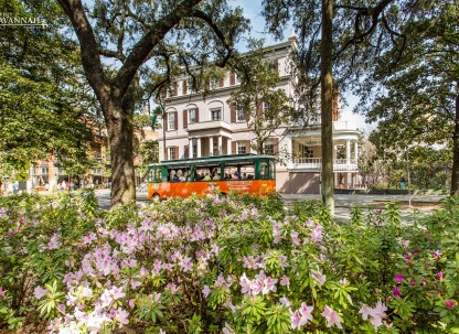Springtime-Azaleas-in-Savannah.jpg