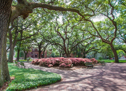spring-pulaski-square-azaleas-oaks.jpg