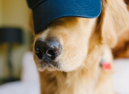 dog-sav-hat-samanthabrookemignone.jpg