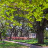 Savannah-square-1.jpg
