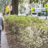 forsyth park walkers_b.howard.jpg