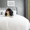 Pet-Friendly Brice Hotel