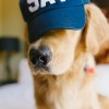 dog-sav-hat-samanthabrookemignone.jpg