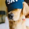 dog-sav-hat-samanthabrookemignone.jpg