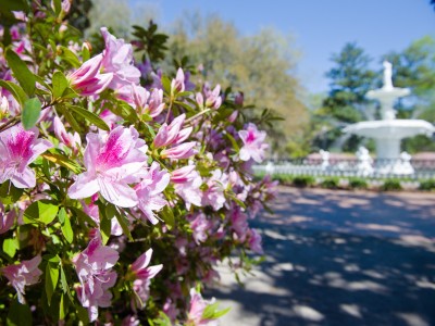 savannah-azaleas.jpg