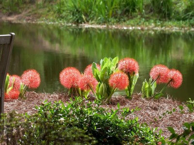Coastal Georgia Botanical Gardens Coastal Georgia Botanical Gardens