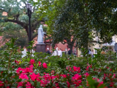 Red azalea flowers in bloom.
