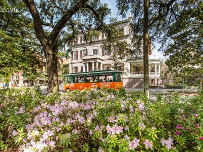 Springtime-Azaleas-in-Savannah.jpg