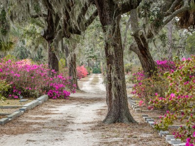 azaleas-bonaventure-cemetery6.jpg