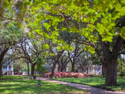 Savannah-square-1.jpg
