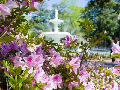 hero_forsyth_fountain_azaleas.jpg
