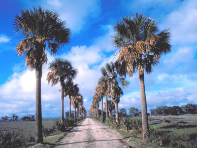 Ossabaw Island