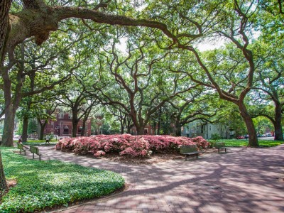spring-pulaski-square-azaleas-oaks.jpg