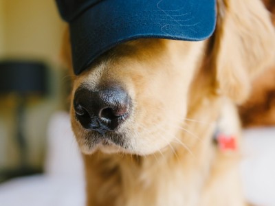 dog-sav-hat-samanthabrookemignone.jpg