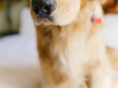 dog-sav-hat-samanthabrookemignone.jpg