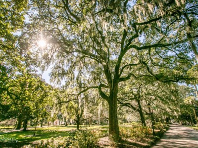 Spanish-moss.jpg