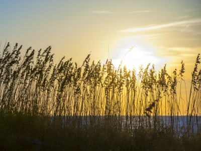 tybee-sea-oats-sunrise.jpg