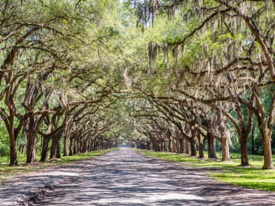wormsloe-oak-canopy.jpg