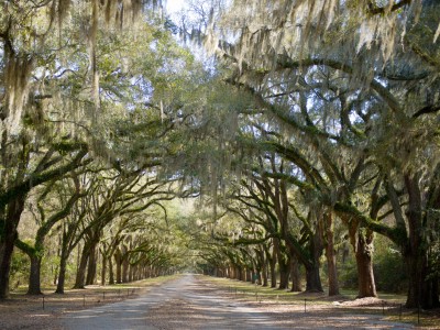 wormsloe-state-historic-site.jpg
